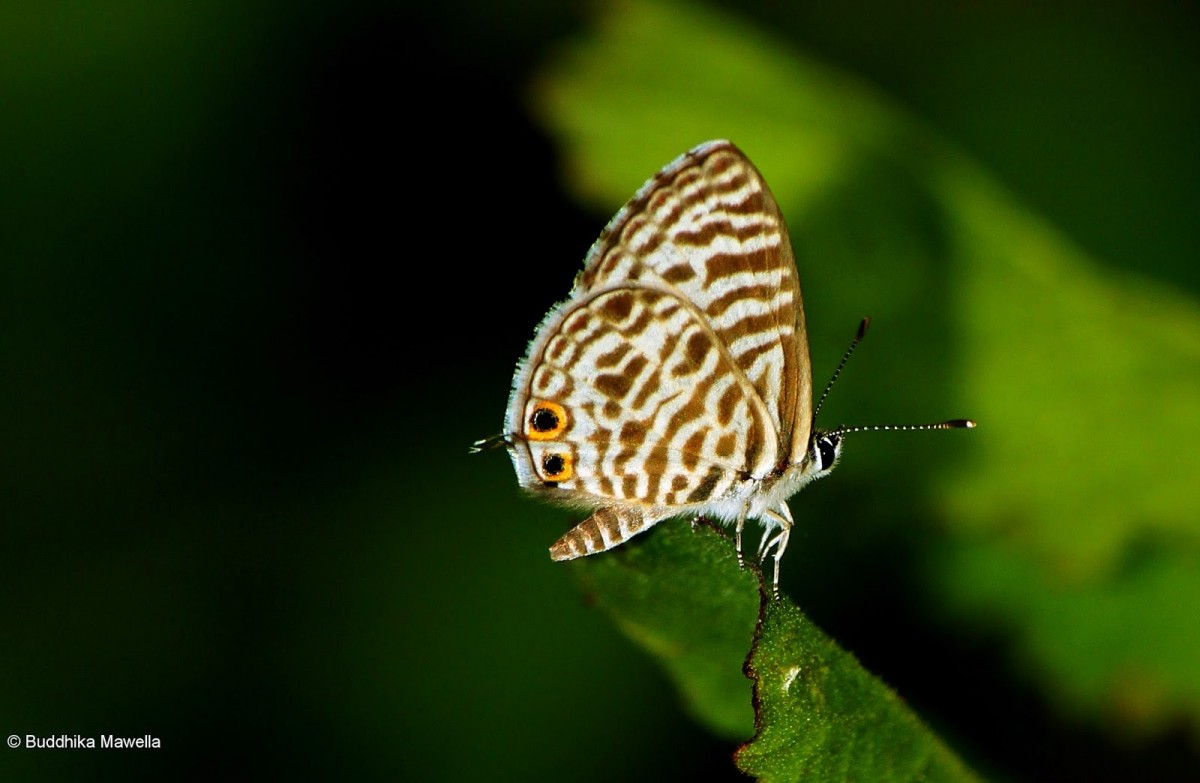 Leptotes plinius Fabricius, 1793